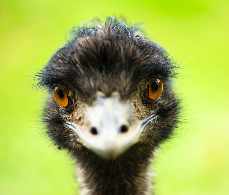 Emu Update: Custom Emu Patches Just Got Even Better