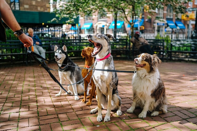 Challenge Coins Observing National Dog Month