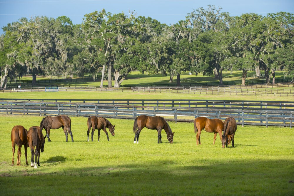 Ocala or Lexington: Tell Us Which is the REAL Horse Capital of the World